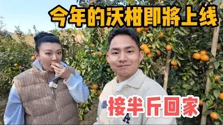 L315集：来摘柑橘了！同时迎接半斤少爷回家，看看到了新家他什么反应？「ENG SUB」