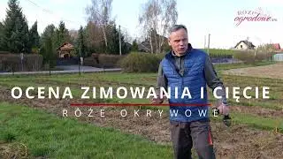 Ocena zimowania i cięcie róż okrywowych. Które róże są najodporniejsze na mróz?