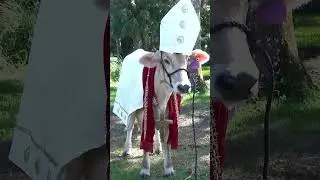 Святая корова!