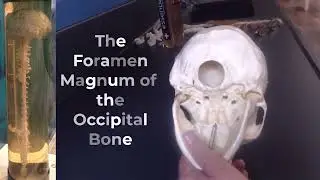 LIVE Axial Skeleton Anatomy Review for Practical Exam and Quiz Updated MSJC College 3 17 2023