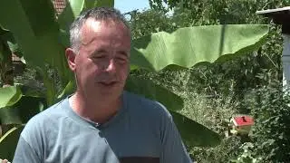 Tropski vrt u Doboju u kojem uspijevaju banane i drugo tropsko voće