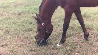 Greenguard Grazing Muzzle