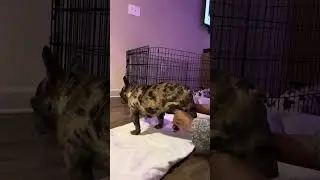 Inspiring Recovery of a Brave Bulldog
