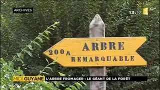 L'arbre fromager, le géant de la forêt