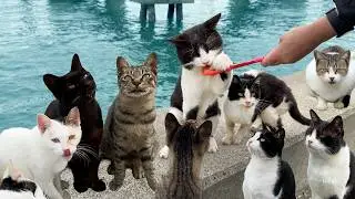 Japan's Amazing Cat Island with 100 friendly cats 🐈 Sanagi Island