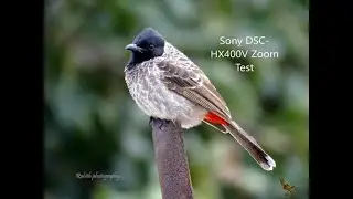 SONY DSC-HX400V Zoom Test (Bird Capturing) by Rohith Photography