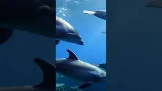 Whispers of the Deep A Hypnotic Dolphin Journey