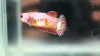 F183 FANCY大理石母魚