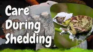 What Should I Do When My Chameleon is Shedding?