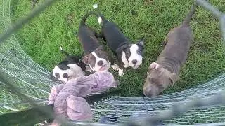 Control your dogs energy before releasing them