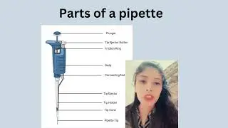How to Use a Pipette? What is the principle of using a pipette? Types and part of Pipette?