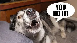 Husky Argues About Following Commands