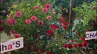 মন ছুঁয়ে যায় সেই দিনের কথা।
