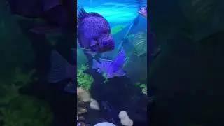 Powder blue Cichlid..