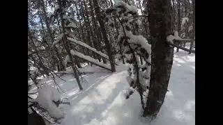 Fast Tight Trees. Red Lodge Montana. 2/17/2022. Upper and Lower Royals