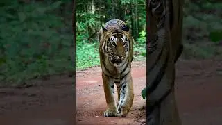 Tigress of Tadoba #tadoba #shorts #shortsfeed #viralvideo #trending #animalshorts #tiger #ytshorts