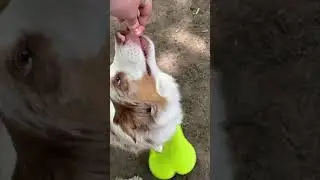 Double FHO rehab exercise using K9 fitbone