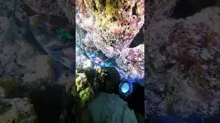 Sea life 😍😍 #lobster #sea #starfish #underwater #fish