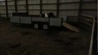 Buster The Mini Stallion.