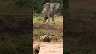 elephant saves buffalo from lions