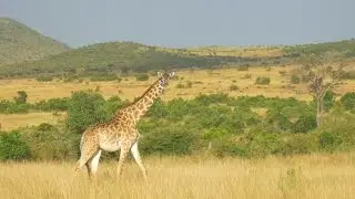 DJI &ndash; A Flying Safari