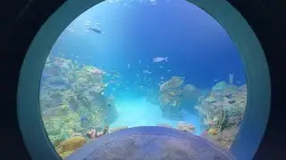 Sobela Ocean Aquarium's Grand Opening at the Kansas City Zoo