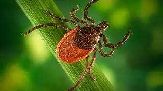 Planet Wissen - Ticks