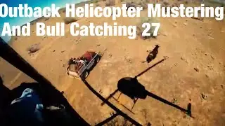 Outback Helicopter Mustering and Bull Catching Western Australia  27