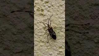 🐌 | Dock Bug's SLOW Crawl | Coreus marginatus #LeafFootedBug #CoreusMarginatus #insects #TrueBug