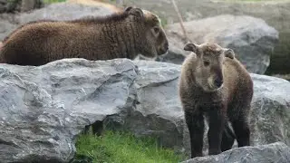 Takin dor&eacute; b&eacute;bes / Gouden takin kalfjes / Golden Taking Calves : Pairi Daiza 2019