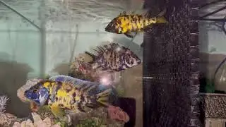 Unboxing my new OB Peacock Venustus hybrids