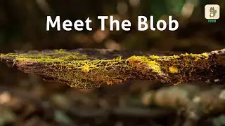 Meet The Blob | A brainless organism | Foonaapp