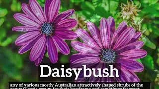 What is Daisybush? | How to Say Daisybush in English? | How Does Daisybush Look?