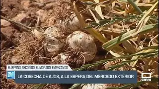 El Campo | La cosecha de ajos, a la espera del mercado exterior | 02/07/25