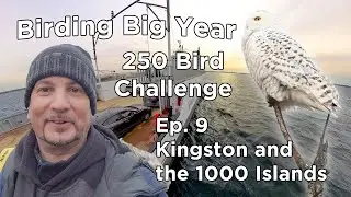 Birding Big Year 250 Bird Challenge Kingston and 1000 Islands Ep 9