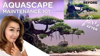Basic Weekly Aquarium Maintenance Golden Rules: Bonsai Betta Tank