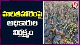 Special Story On Haritha Haram Negligence In Komaram Bheem | V6 Telugu News