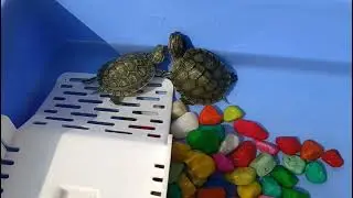 HOW TO TAKE CARE OF TURTLE IN WINTER | PRECAUTIONS FOR TURTLE IN WINTER &bull;