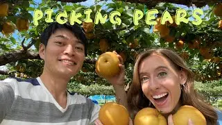 Picking Pears in JAPANESE COUNTRYSIDE! | 梨狩り【東松山】