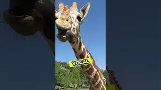 5 crazy facts about giraffes 🦒
