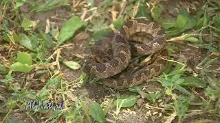 Al Natural: El canto de la naturaleza