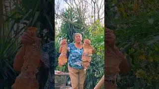A los a&ntilde;os me visita mi hermano y le voy hacer unas carnes asadas con mote