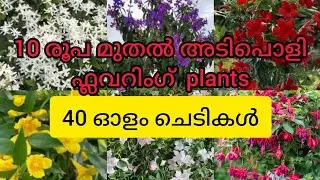 10 രൂപ മുതൽ 40 ഓളം ചെടികൾ#vava's home garden#plant sale#onlineplants#wayanad#viral