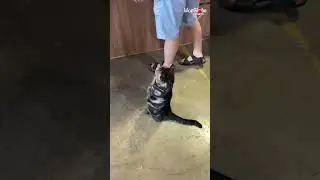 Cute cat standing up in human poster || PETASTIC 🐾