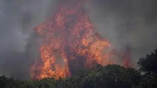 Korkeichen befeuern Waldbr&auml;nde in zwei Urlaubsregionen