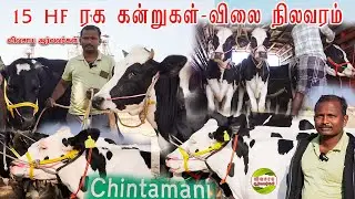 கர்நாடகா சிந்தாமணி சந்தையில் சக்தி வாங்கிய அதிகம் பால் கறக்கும் 15 கிடாரி கன்றுகள் #cows #heifers