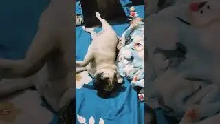 fun with Coco #funny #comedy #ytshorts #pug #mypug Coco ki masti