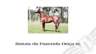 Batuta da Fazenda On&ccedil;a