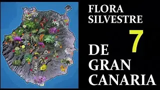 FLORA  SILVESTRE  DE  GRAN  CANARIA  7     MEDIANÍAS  Y  CUMBRES