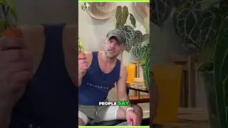 Massive Anthurium Leaves: Secret Potting for King & Queen!